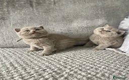 British Shorthair cats for sale: 🔥 BRITISH SHORTHAIR KITTENS BLUE BLACK LILAC CHOC - Image 9