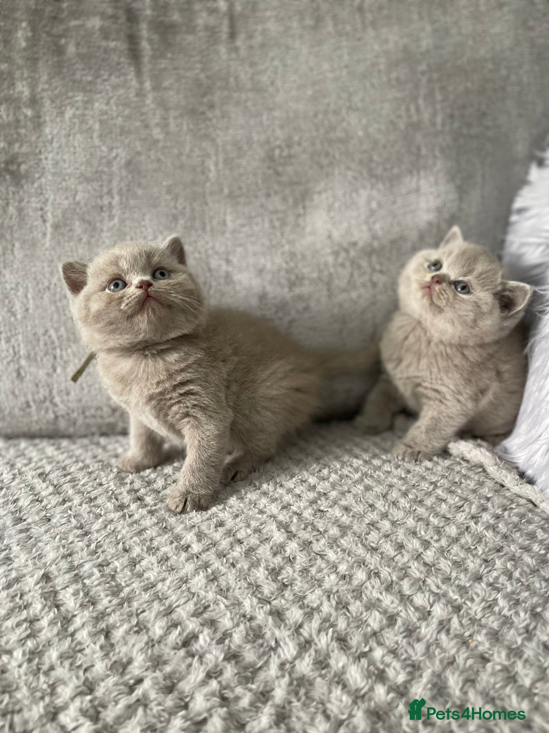 British Shorthair cats for sale: 🔥 BRITISH SHORTHAIR KITTENS BLUE BLACK LILAC CHOC - Image 9