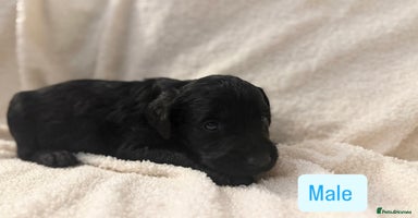 Labradoodle dogs Standard Labradoodle Puppies  - Advert 13