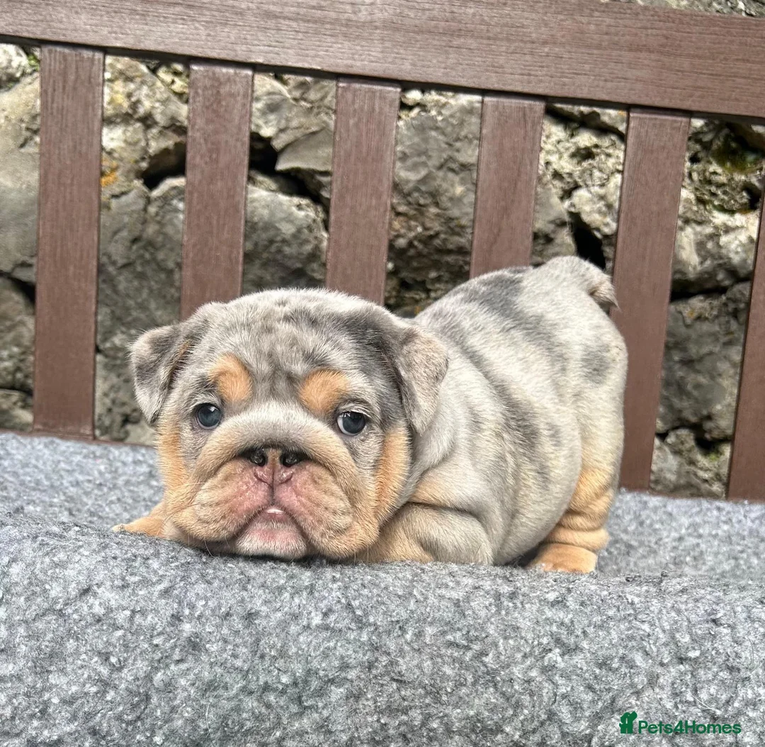 English Bulldog dogs for sale: Beautiful English bulldog puppies - Advert 2