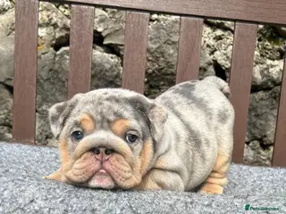 English Bulldog dogs Ready Tuesday! Outstanding Bulldog Puppies - Advert 6