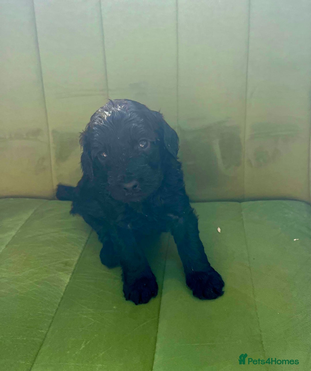 Cockapoo dogs for sale: Beautiful F1b Cockapoo puppies  - Image 6