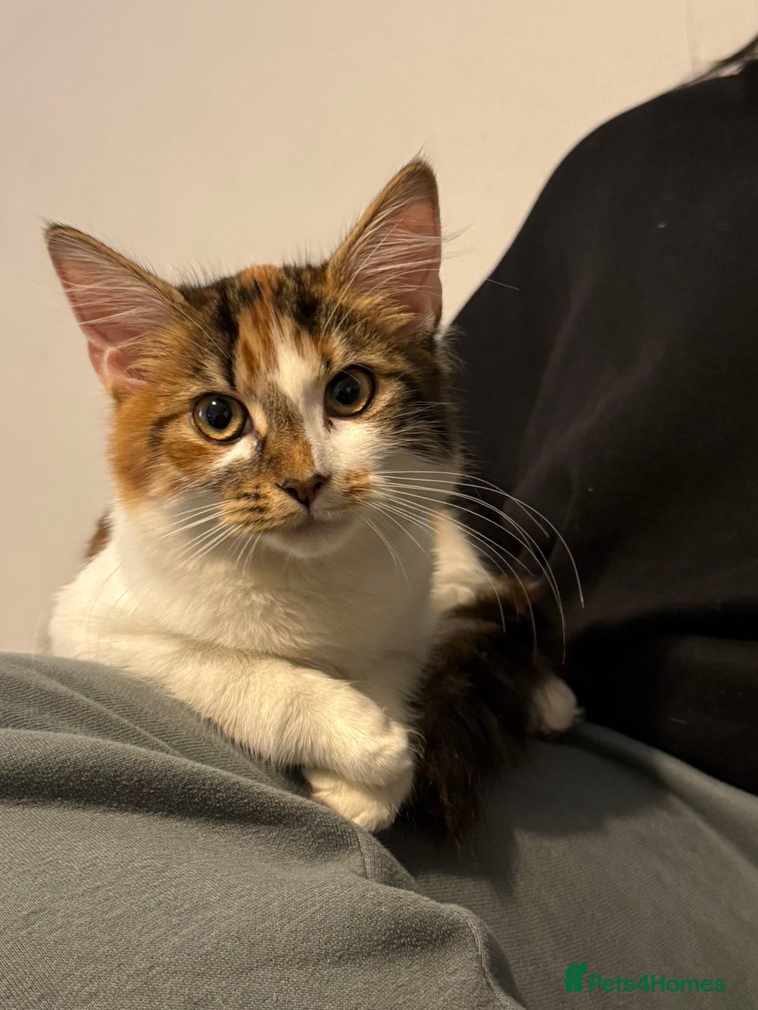 Mixed Breed cats for sale: female kittens. - Advert 14