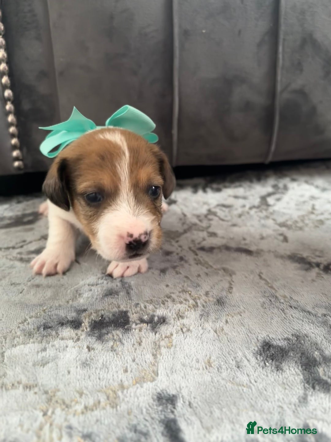 Jack Russell dogs for sale: Beautiful Jack russell puppies for sale  - Image 19