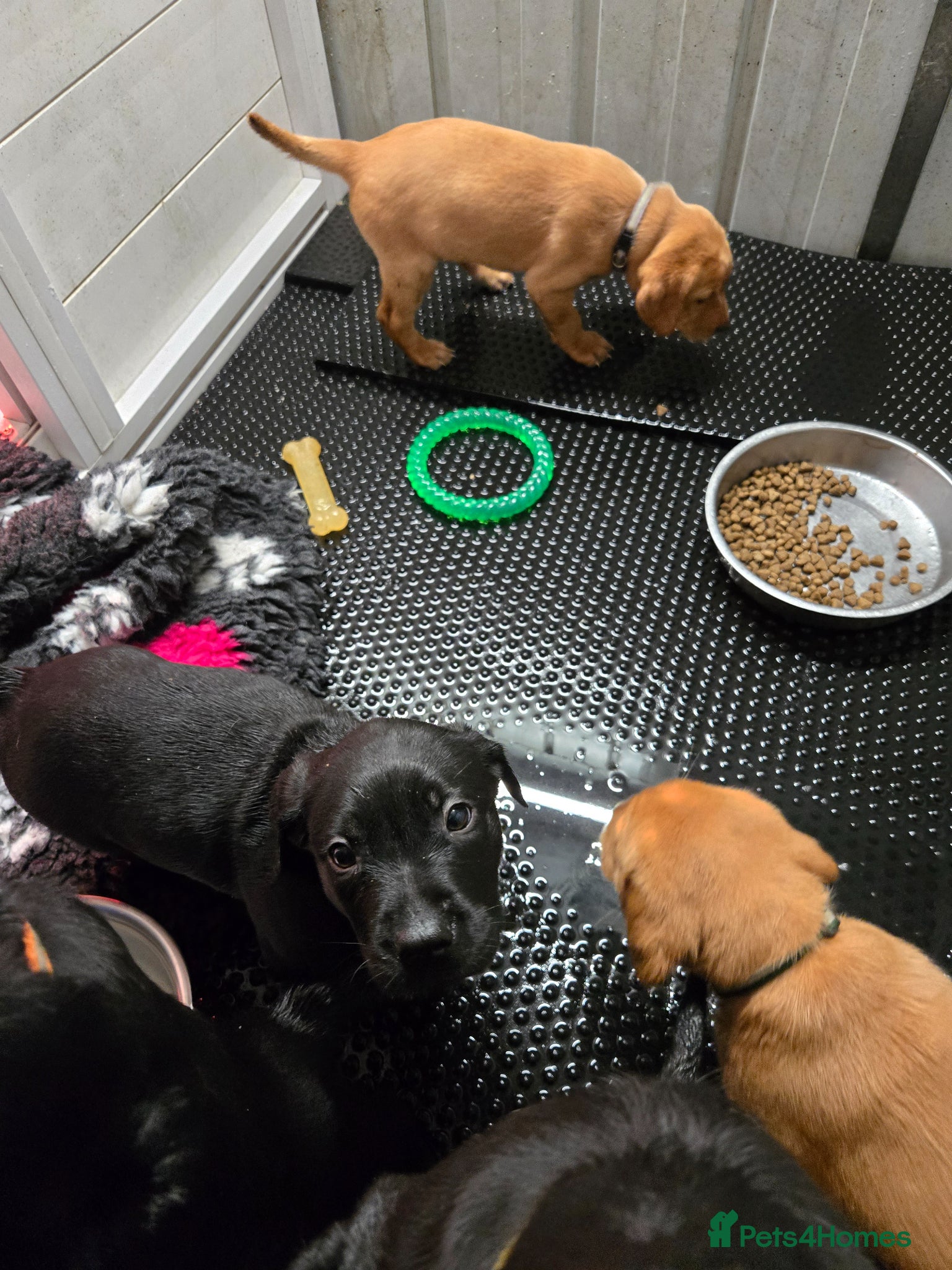 Labrador Retriever dogs for sale: Exceptionally well bred KC reg Working Labradors - Advert 5