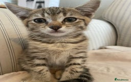 Domestic Shorthair cats for sale:  Tabby Kitten Female - Image 2