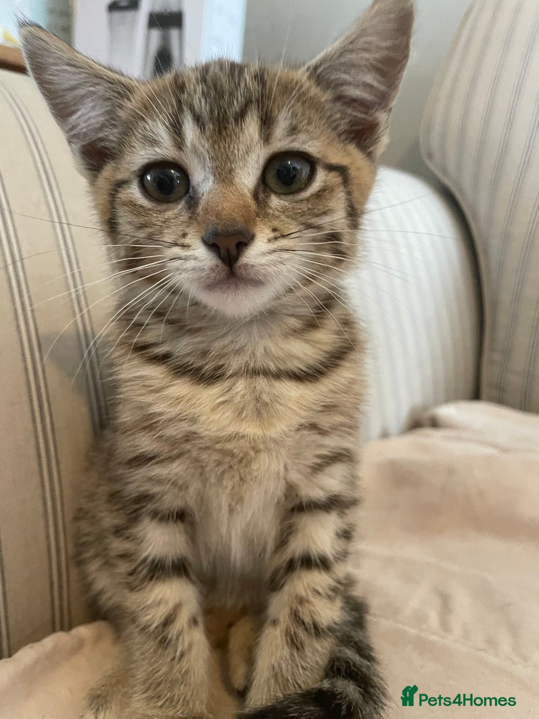 Domestic Shorthair cats for sale:  Tabby Kitten Female - Image 2