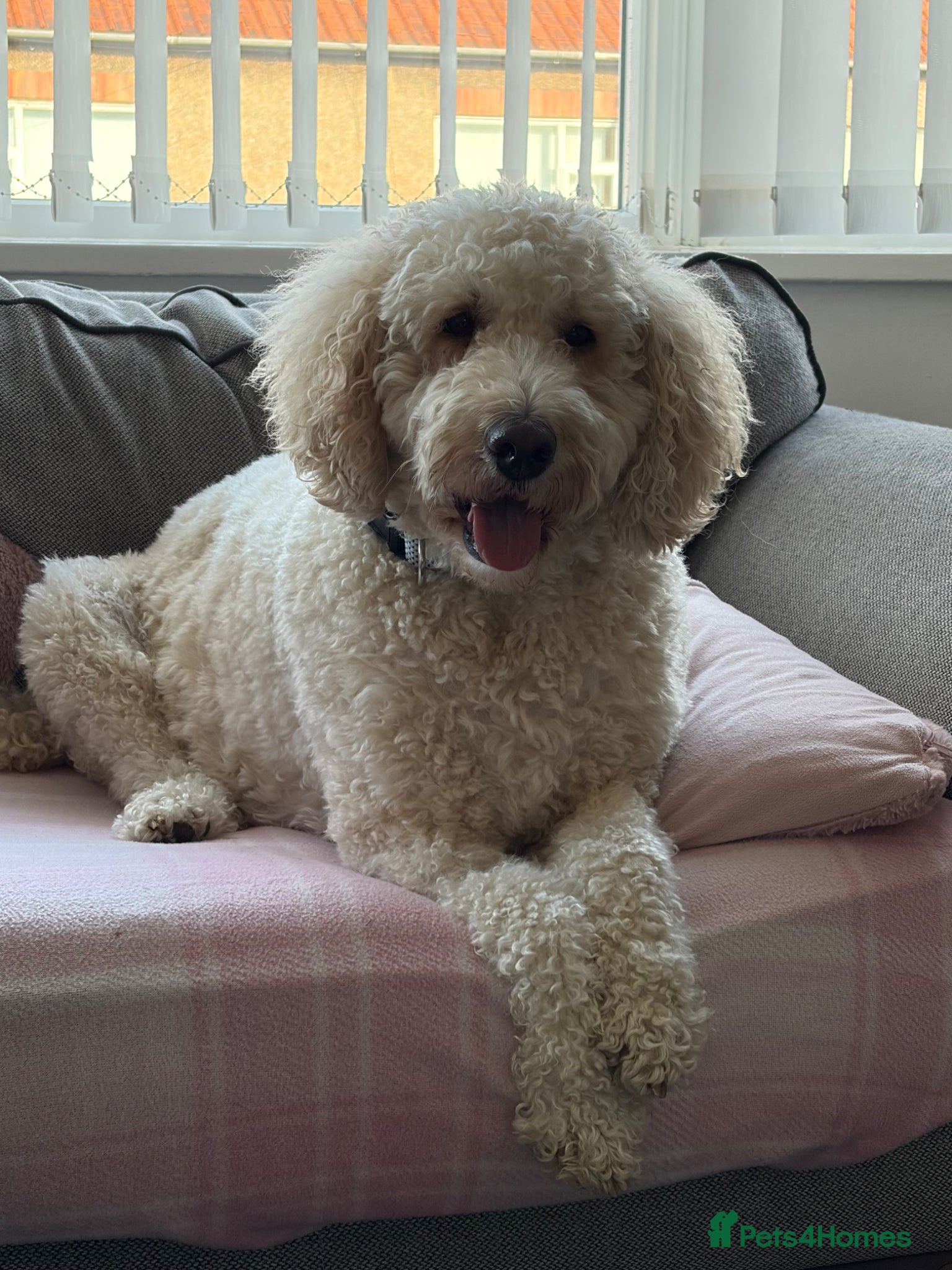 Mixed Breed dogs Labradoodle/Golden Doodle - Advert 7