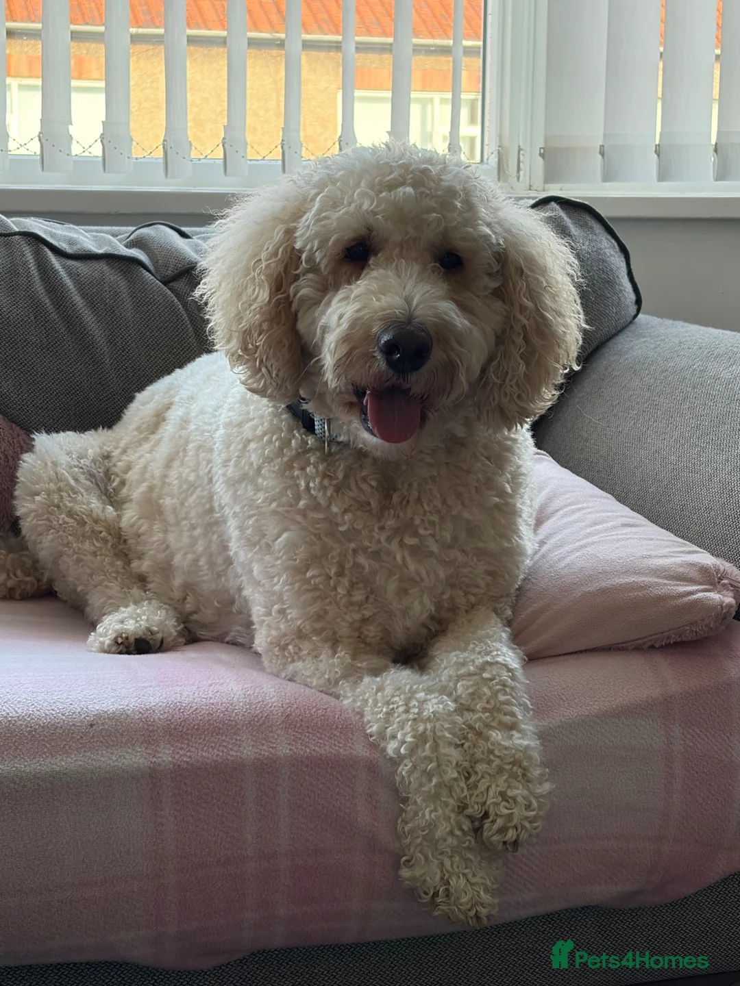 Mixed Breed dogs for sale: Labradoodle/Golden Doodle - Advert 1
