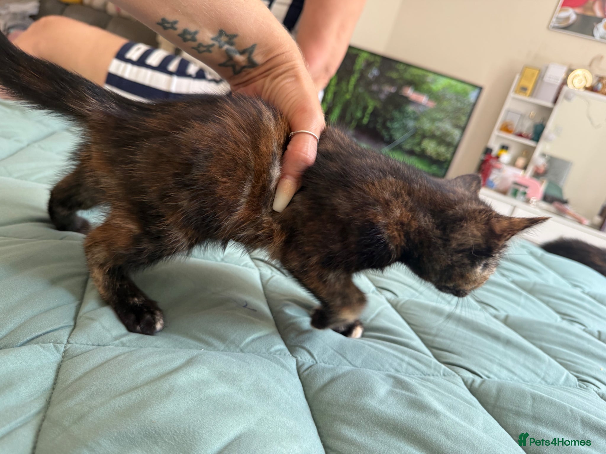 Mixed Breed cats for sale: Kittens for sale READY NOW in Brandon - Advert 26