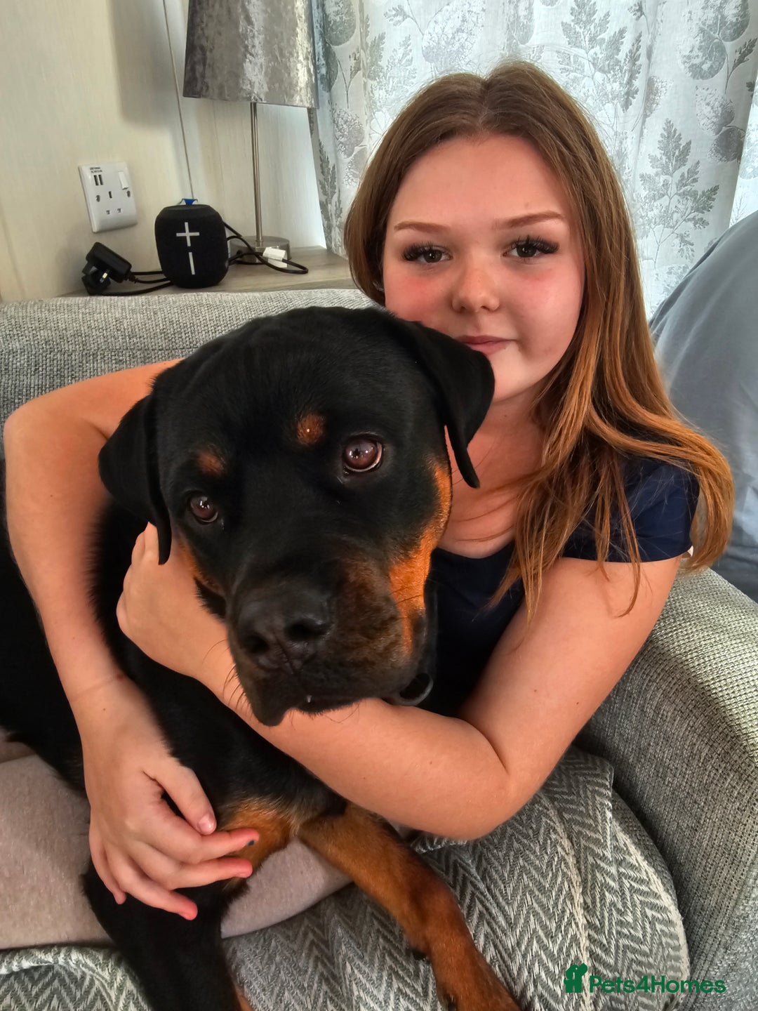 Rottweiler dogs for sale: Beautiful Rottweiler  - Image 5