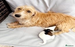 Mixed Breed dogs for sale: Jack Russel Pups in Machynlleth - Image 8