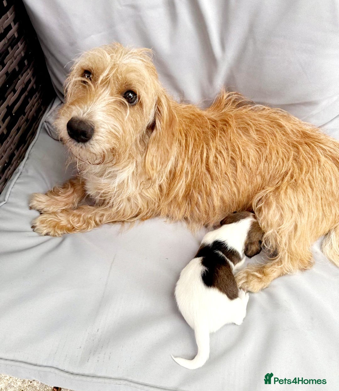 Mixed Breed dogs for sale: Jack Russel Pups in Machynlleth - Image 8