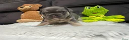 French Bulldog dogs for sale: 🐾Outstanding litter of 6 💙💖 - Advert 38