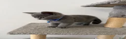 British Shorthair cats for sale: Cute british shorthair kittens - Advert 30