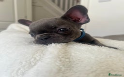 French Bulldog dogs for sale: REDUCED & READY TO LEAVE 1BOY LEFT French bulldog - Image 6