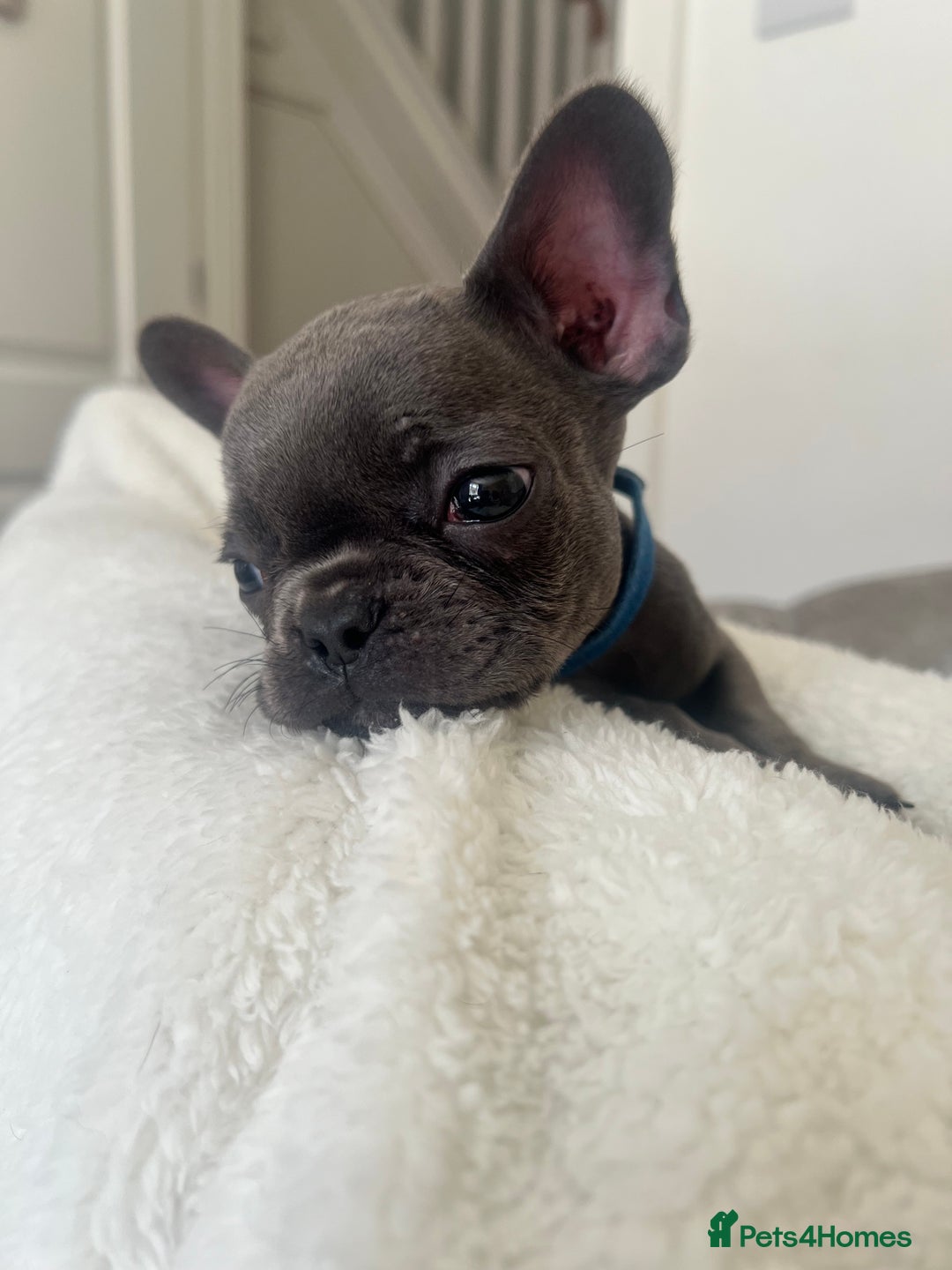French Bulldog dogs for sale: REDUCED & READY TO LEAVE 1BOY LEFT French bulldog - Image 6