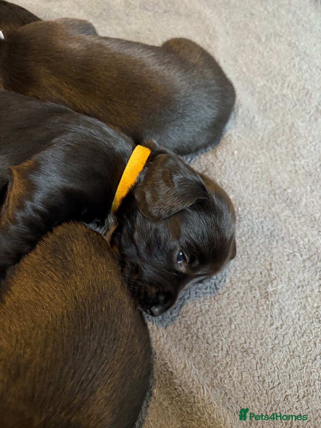 Mixed Breed dogs for sale: Dockers! Beautiful 3 girls left READY NOW  - Advert 5