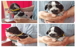 Cocker Spaniel dogs for sale: Kc Reg show type cocker spaniel puppies  - Image 5