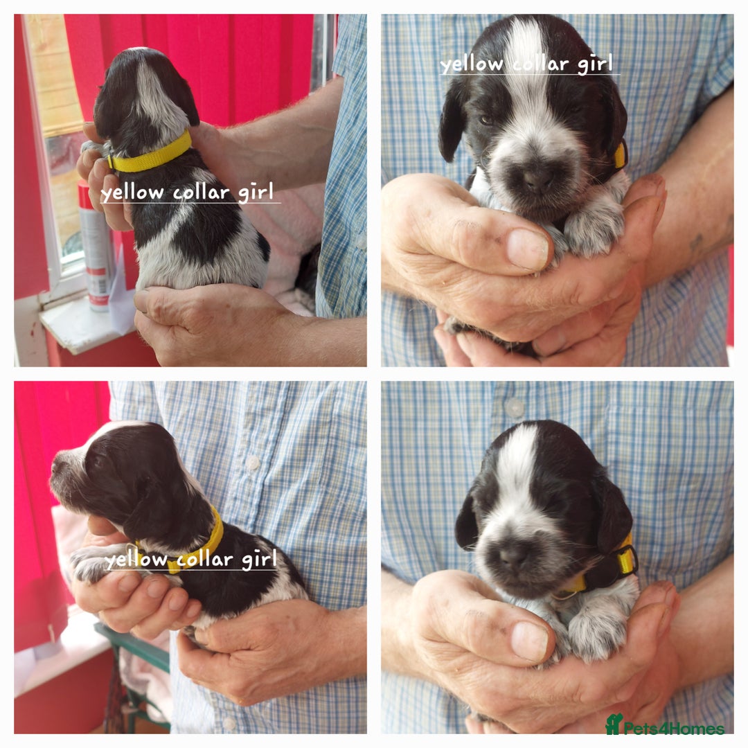 Cocker Spaniel dogs for sale: Kc Reg show type cocker spaniel puppies  - Image 5