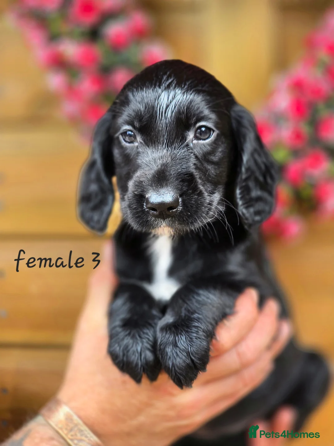 Mixed Breed dogs for sale: Spangold puppies  - Advert 2