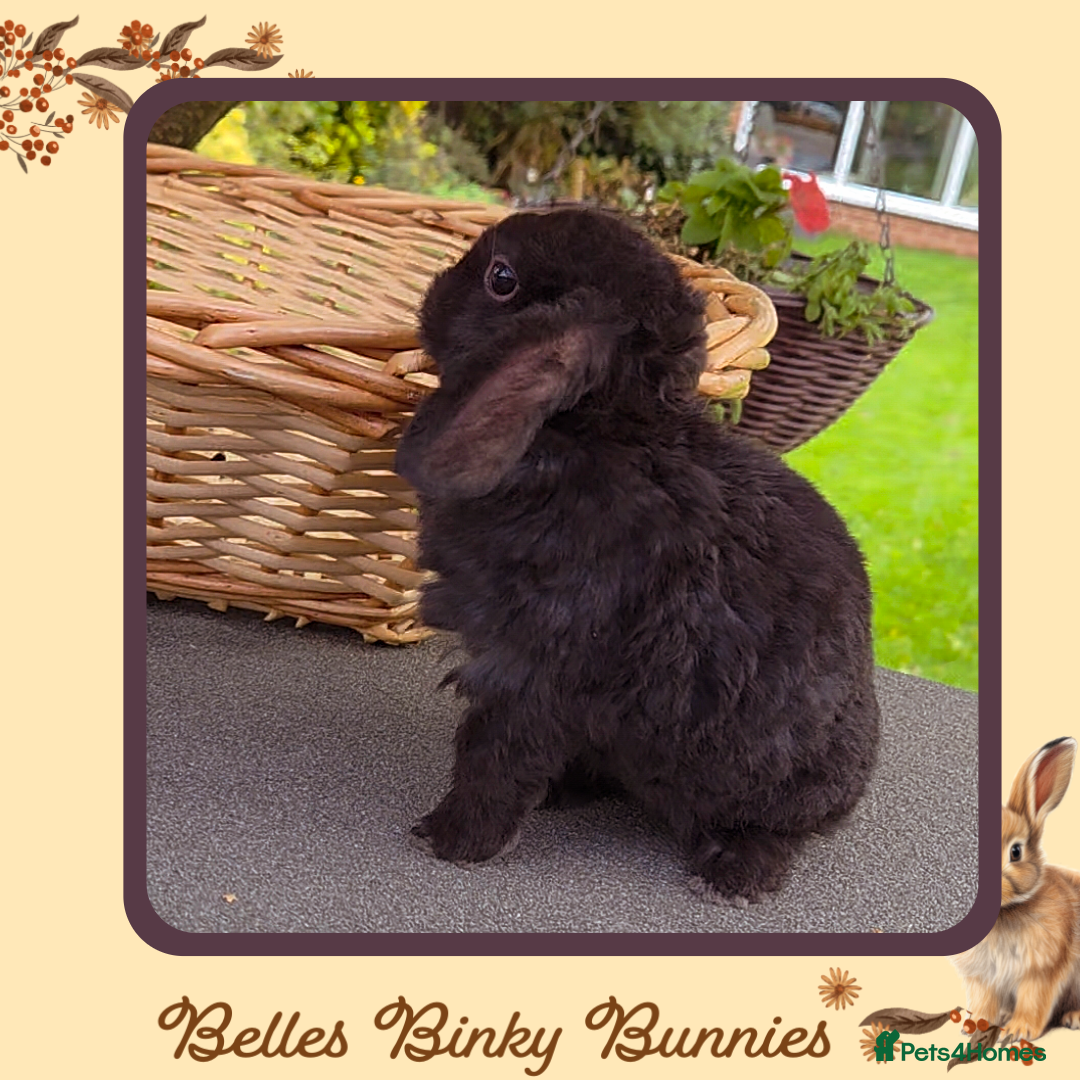 Mini Lop rabbits for sale: 🧡 SOLD 🧡 - Image 1