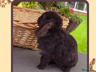 Mini Lop rabbits - Advert 3