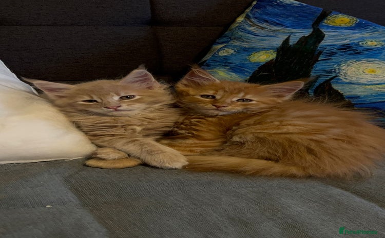 Maine Coon cats - Advert 2
