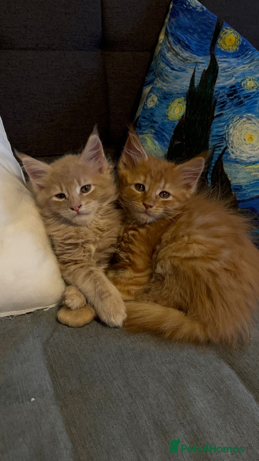 Maine Coon cats for sale: Beautiful Maine coon kitten boys - Image 1