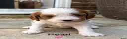 Cavapoochon dogs for sale: Beautiful Cavapoochon puppies - Advert 14