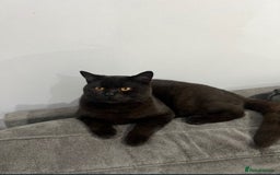 British Shorthair cats for sale: Female British Longhair Cat - Image 4