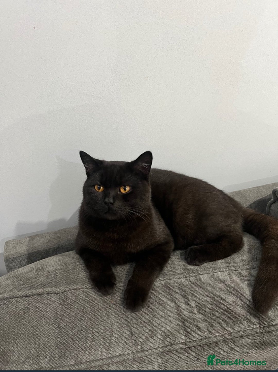 British Shorthair cats for sale: Female British Longhair Cat - Image 4