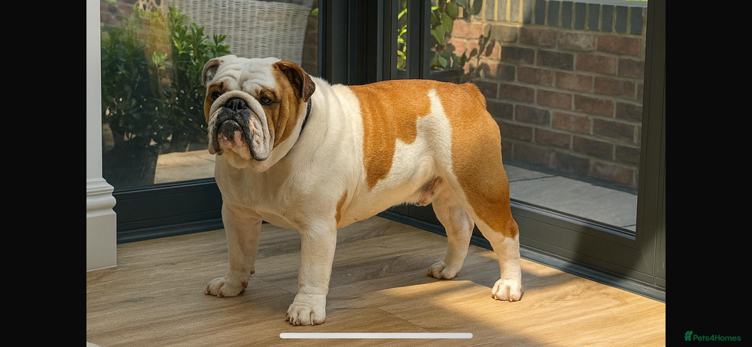 English Bulldog dogs for sale: English bulldog  - Advert 2