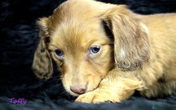 Miniature Dachshund dogs for sale: KC PRA Clear Mini Longhair Daxies – Dapple - Advert 20
