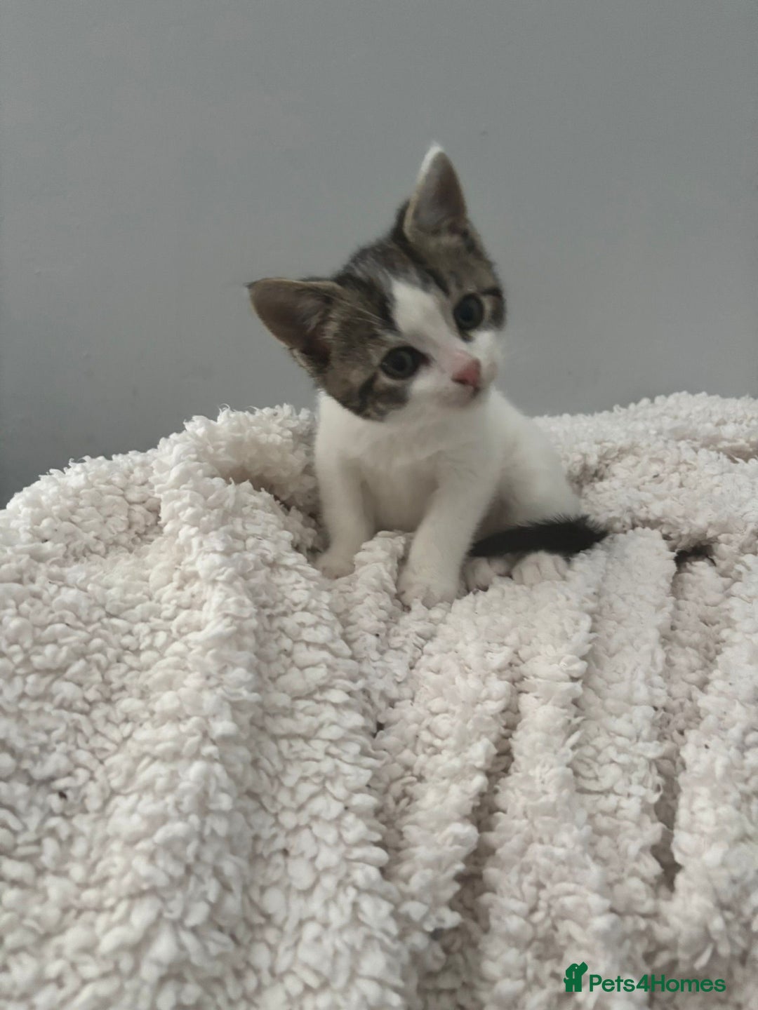 Mixed Breed cats for sale: Mixed breed kittens  - Advert 1