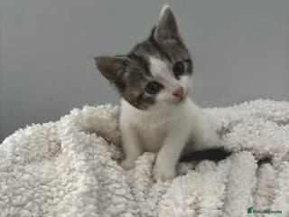 Mixed Breed cats Mixed breed kittens - Advert 5