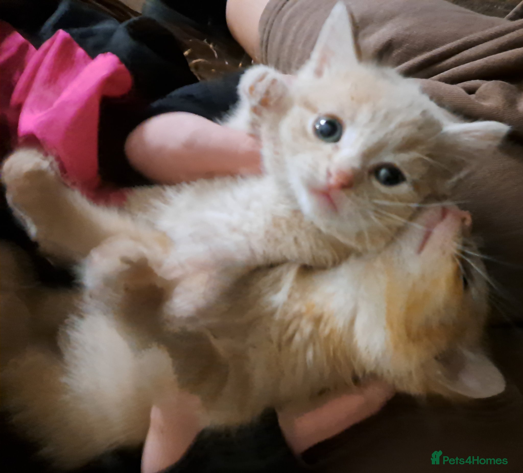 Mixed Breed cats Kittens mix litter read add diffrent prices  - Advert 12