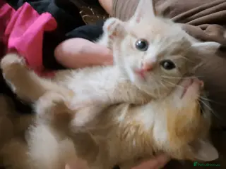 Mixed Breed cats Kittens mix litter read add diffrent prices - Advert 12