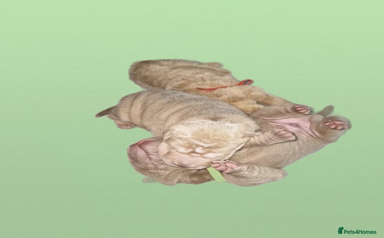 Shar Pei dogs - Advert 2