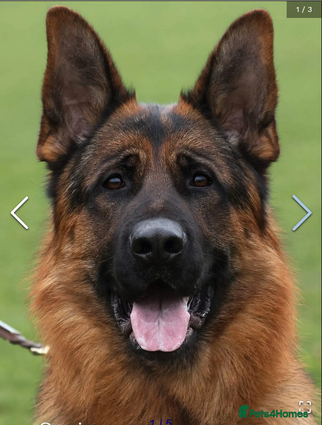German Shepherd dogs Exceptional German Shepherd Puppies  - Advert 15