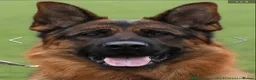German Shepherd dogs for sale: Exceptional German Shepherd Puppies  - Advert 11