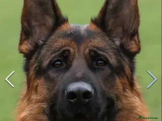 German Shepherd dogs Exceptional German Shepherd Puppies - Advert 2