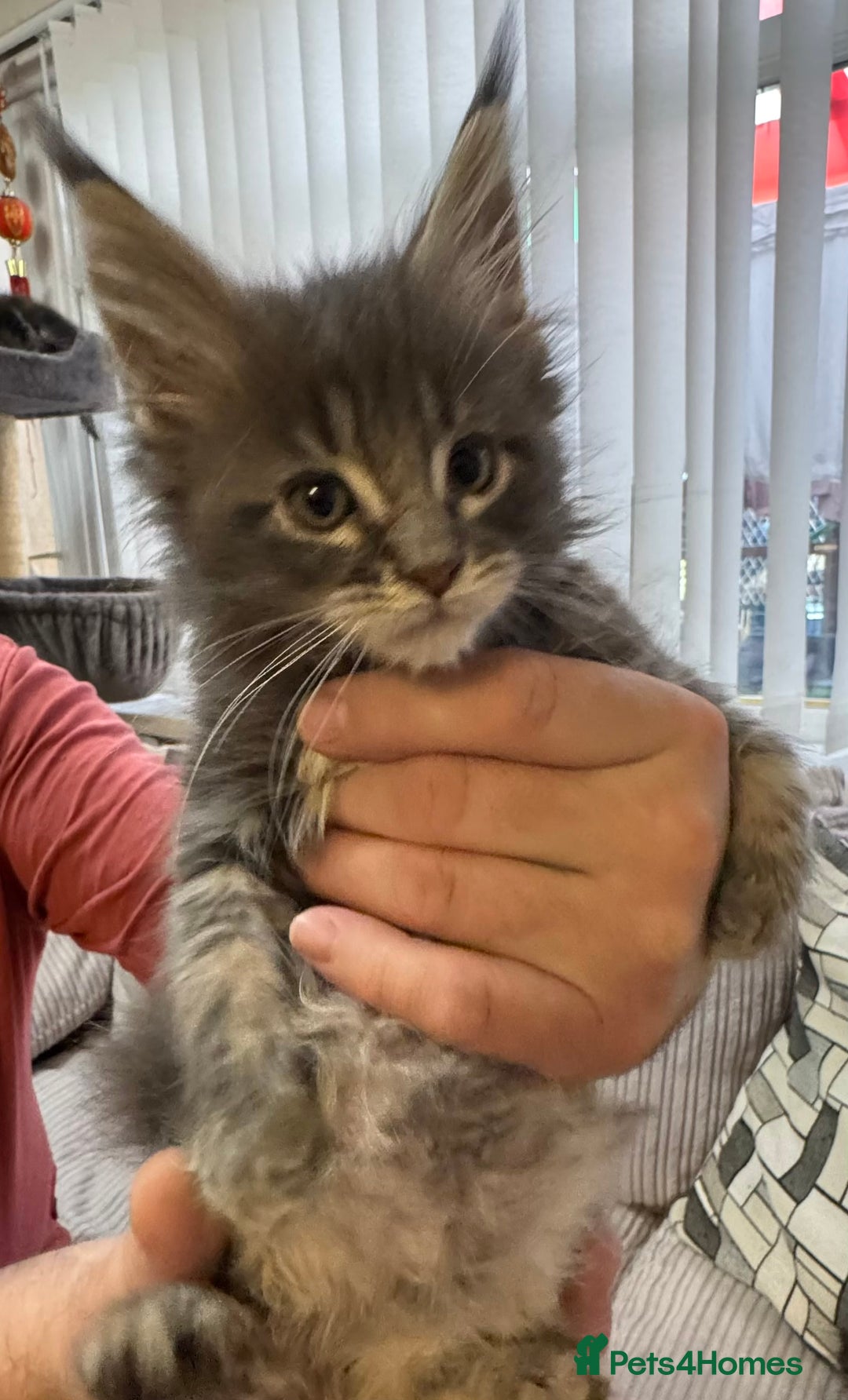 Maine Coon cats for sale: Adorable pedigree Maine coon kittens - Advert 3