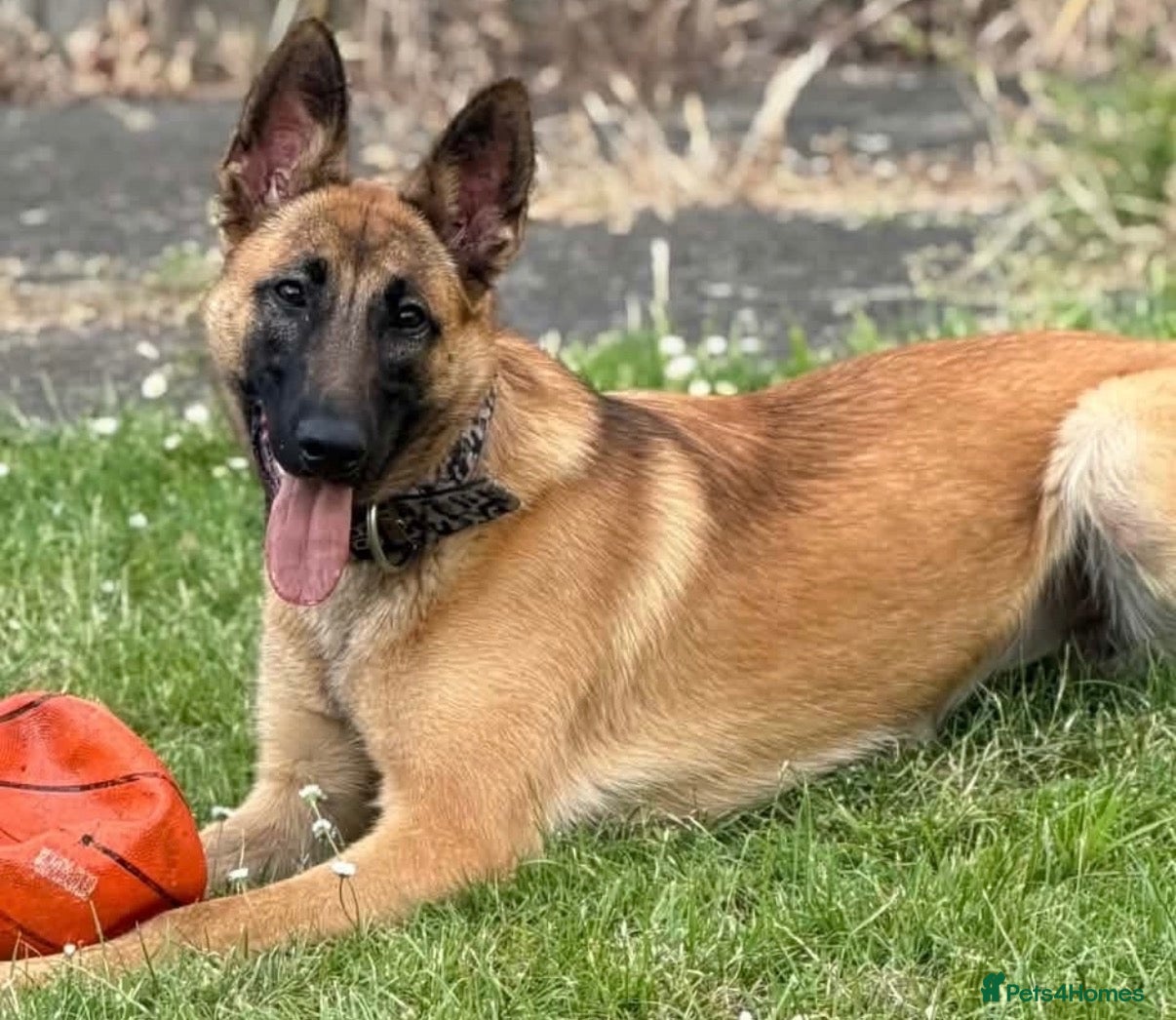Mixed Breed dogs for sale: Shepinois bitch  - Advert 1