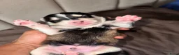 Pomsky dogs for sale: Beautiful Pomsky Puppies–Fluff & Frost pomskies 🐶 - Advert 14