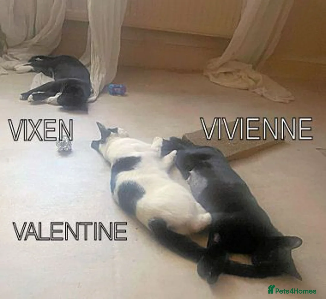 Mixed Breed cats for adoption: VIVIEN - Advert 2