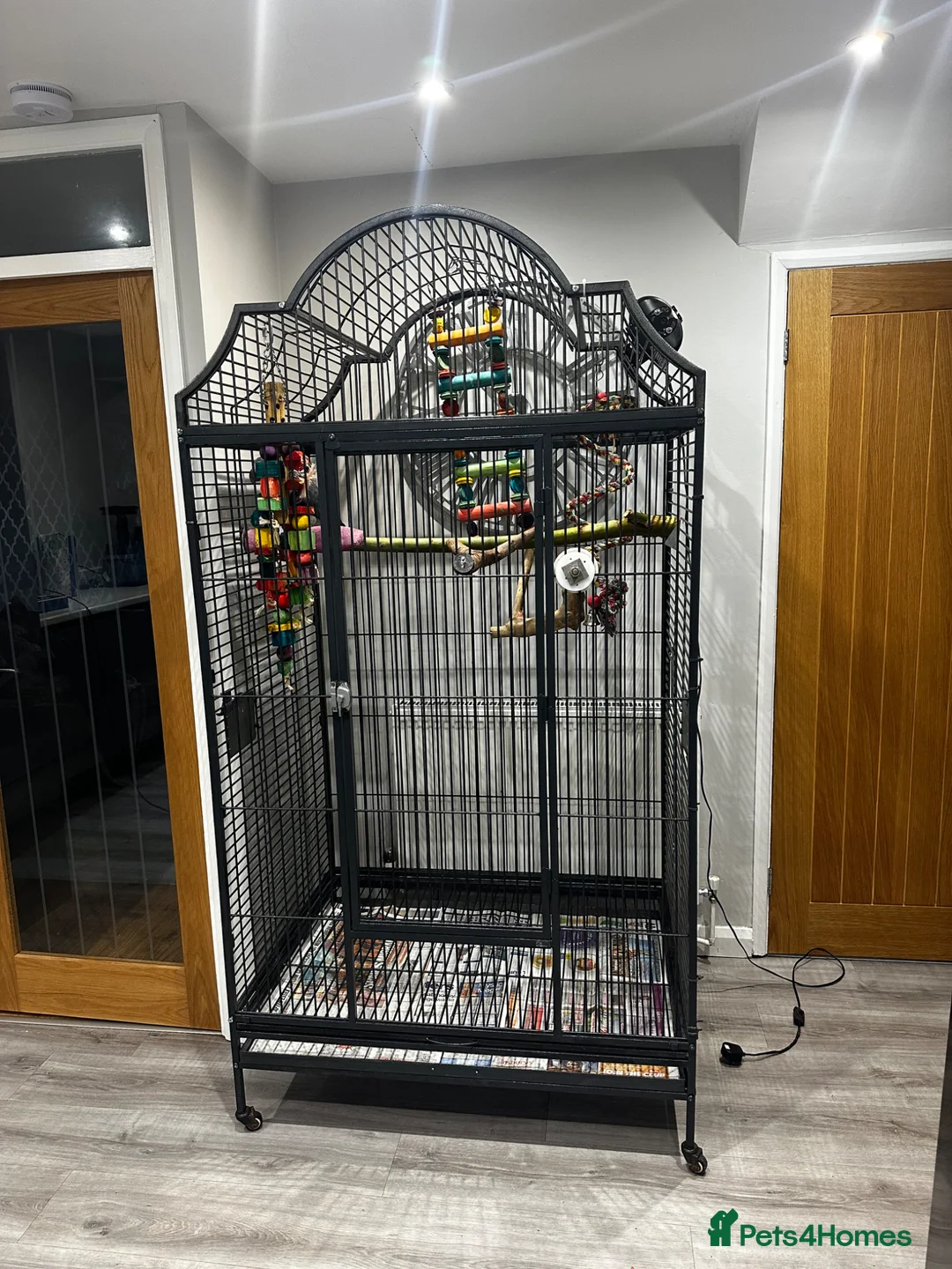 Parrots birds for sale: Tame African grey parrot  - Advert 6