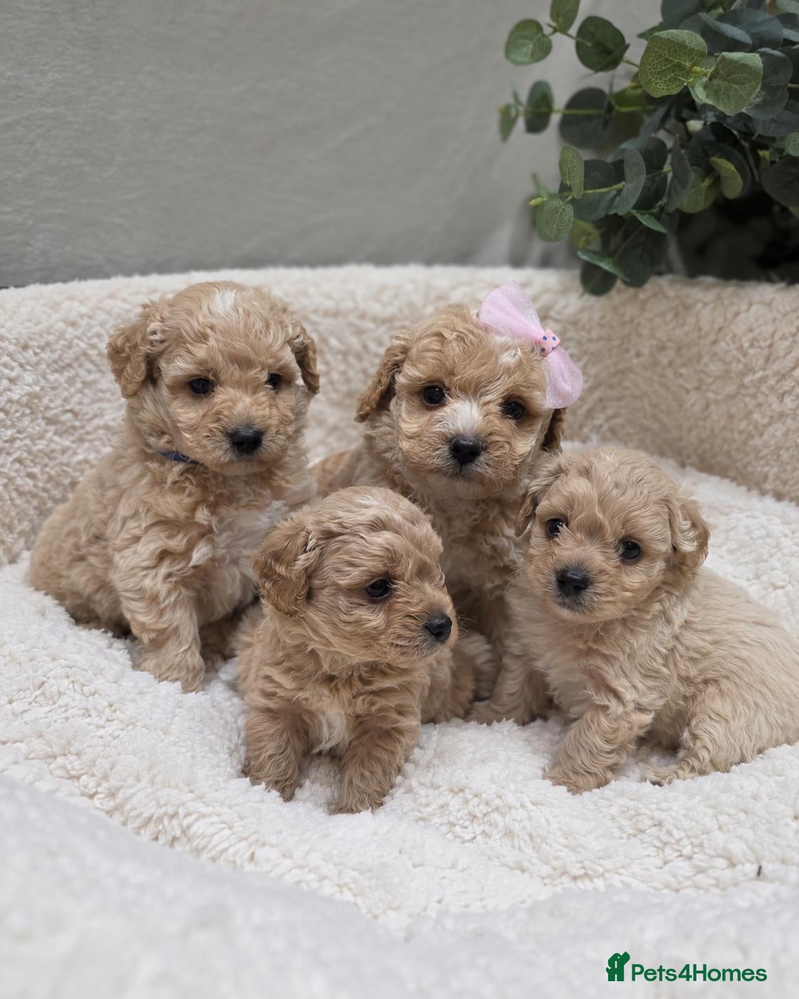 Maltipoo dogs Tiny Maltipoo F1B Puppies  - Advert 15