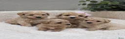 Maltipoo dogs for sale: Tiny Maltipoo F1B Puppies  in Motherwell - Advert 1
