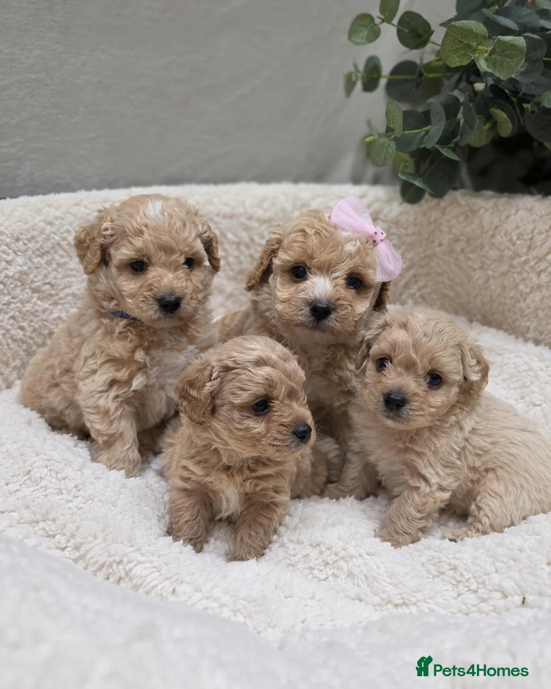 Maltipoo dogs for sale: Tiny Maltipoo F1B Puppies  in Motherwell - Advert 1